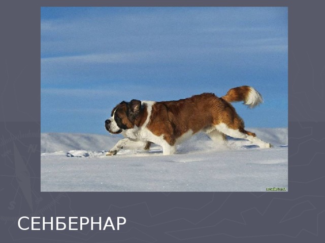 СЕНБЕРНАР 