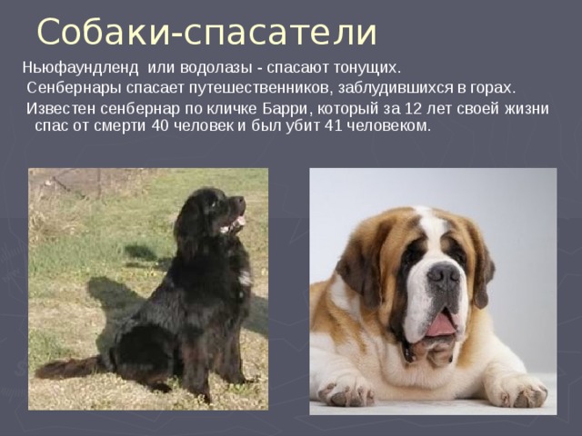Собаки-спасатели  Ньюфаундленд или водолазы - спасают тонущих.  Сенбернары спасает путешественников, заблудившихся в горах.  Известен сенбернар по кличке Барри, который за 12 лет своей жизни спас от смерти 40 человек и был убит 41 человеком. 