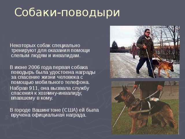 Собаки-поводыри  Некоторых собак специально тренируют для оказания помощи слепым людям и инвалидам.  В июне 2006 года первая собака поводырь была удостоена награды за спасение жизни человека с помощью мобильного телефона.  Набрав 911, она вызвала службу спасения к хозяину-инвалиду, впавшему в кому.  В городе Вашингтоне (США) ей была вручена официальная награда. 
