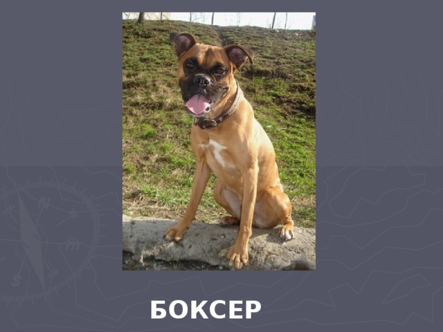 БОКСЕР 