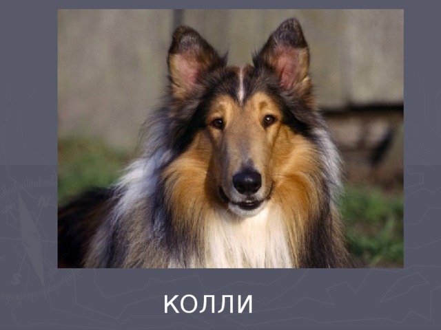 КОЛЛИ 