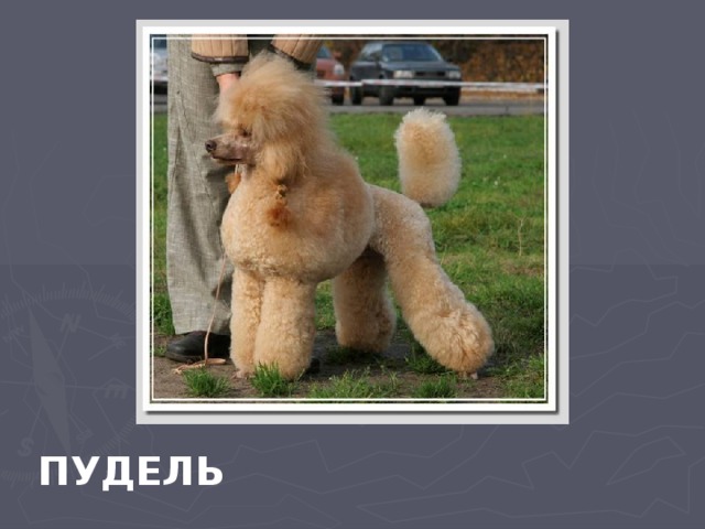 ПУДЕЛЬ 