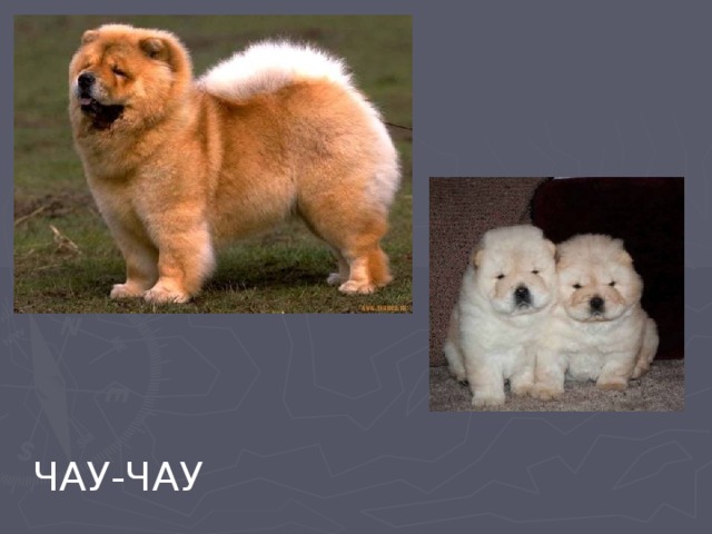 ЧАУ-ЧАУ 