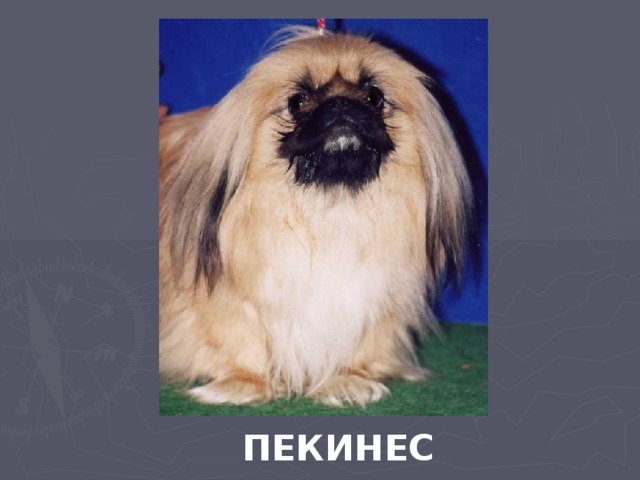 ПЕКИНЕС 