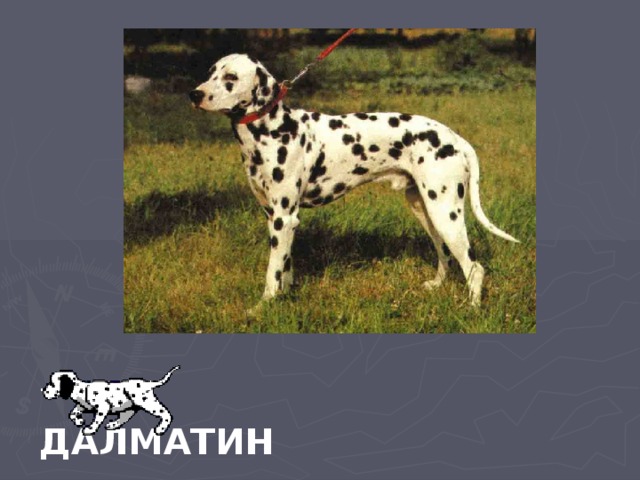 ДАЛМАТИН 