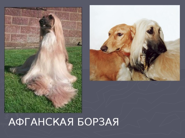 АФГАНСКАЯ БОРЗАЯ 