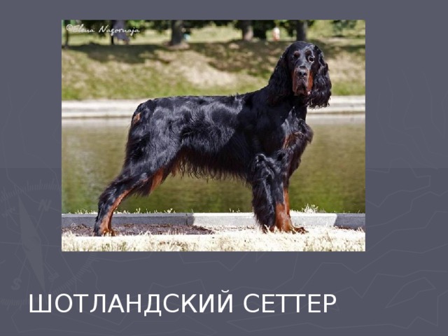 ШОТЛАНДСКИЙ СЕТТЕР 