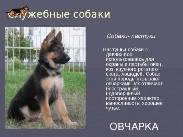 Служебные собаки  Собаки- пастухи   Пастушьи собаки с давних пор использовались для охраны и пастьбы овец, коз, крупного рогатого скота, лошадей. Собак этой породы называют овчарками. Их отличает бесстрашный, недоверчивый посторонним характер, выносливость, хорошее чутьё.  ОВЧАРКА 