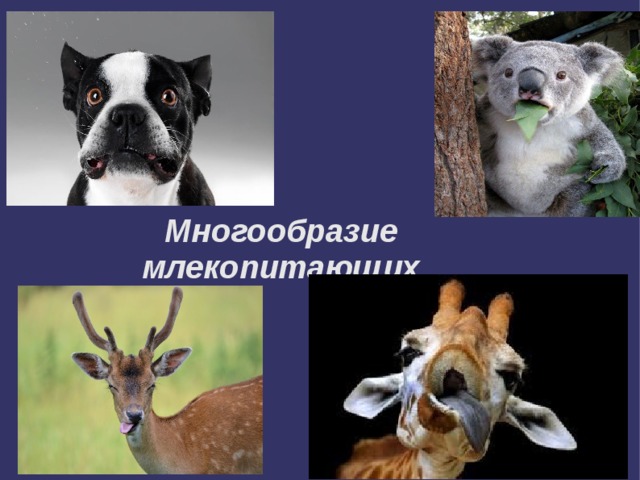Многообразие млекопитающих 
