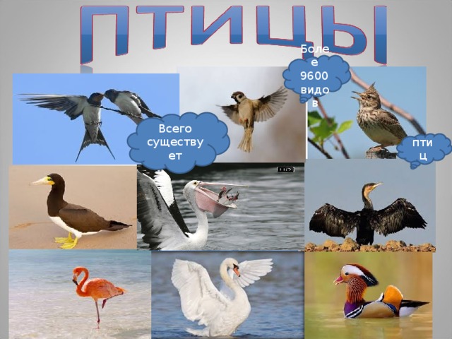 Более 9600 видов Всего существует птиц 