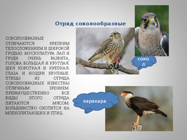 Отряд соколообразные СОКОЛООБРАЗНЫЕ ОТЛИЧАЮТСЯ КРЕПКИМ ТЕЛОСЛОЖЕНИЕМ И ШИРОКОЙ ГРУДЬЮ. МУСКУЛАТУРА ЛАП И ГРУДИ ОЧЕНЬ РАЗВИТА, ГОЛОВА БОЛЬШАЯ И КРУГЛАЯ. ШЕЯ КОРОТКАЯ И КРЕПКАЯ. ГЛАЗА И НОЗДРИ КРУПНЫЕ. ПТИЦЫ ИЗ ОТРЯДА СОКОЛООБРАЗНЫХ ИЗВЕСТНЫ ОТЛИЧНЫМ ЗРЕНИЕМ. ПРЕИМУЩЕСТВЕННО ВСЕ ВИДЫ ЭТОГО ОТРЯДА ПИТАЮТСЯ МЯСОМ. БОЛЬШИНСТВО ОХОТИТСЯ НА МЛЕКОПИТАЮЩИХ И ПТИЦ. сокол каракара 