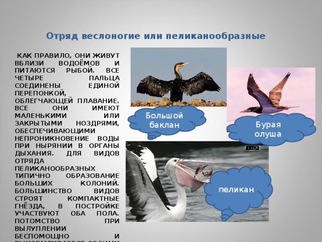 Отряд веслоногие или пеликанообразные  КАК ПРАВИЛО, ОНИ ЖИВУТ ВБЛИЗИ ВОДОЁМОВ И ПИТАЮТСЯ РЫБОЙ. ВСЕ ЧЕТЫРЕ ПАЛЬЦА СОЕДИНЕНЫ ЕДИНОЙ ПЕРЕПОНКОЙ, ОБЛЕГЧАЮЩЕЙ ПЛАВАНИЕ. ВСЕ ОНИ ИМЕЮТ МАЛЕНЬКИМИ ИЛИ ЗАКРЫТЫМИ НОЗДРЯМИ, ОБЕСПЕЧИВАЮЩИМИ НЕПРОНИКНОВЕНИЕ ВОДЫ ПРИ НЫРЯНИИ В ОРГАНЫ ДЫХАНИЯ. ДЛЯ ВИДОВ ОТРЯДА ПЕЛИКАНООБРАЗНЫХ ТИПИЧНО ОБРАЗОВАНИЕ БОЛЬШИХ КОЛОНИЙ. БОЛЬШИНСТВО ВИДОВ СТРОЯТ КОМПАКТНЫЕ ГНЁЗДА, В ПОСТРОЙКЕ УЧАСТВУЮТ ОБА ПОЛА. ПОТОМСТВО ПРИ ВЫЛУПЛЕНИИ БЕСПОМОЩНО И ВЫКАРМЛИВАЕТСЯ ОБОИМИ РОДИТЕЛЯМИ. Большой баклан Бурая олуша пеликан 