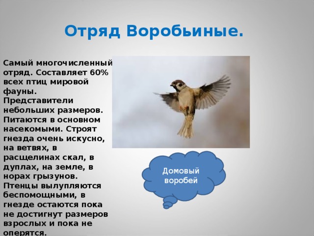 Отряд Воробьиные.  Самый многочисленный отряд. Составляет 60% всех птиц мировой фауны. Представители небольших размеров. Питаются в основном насекомыми. Строят гнезда очень искусно, на ветвях, в расщелинах скал, в дуплах, на земле, в норах грызунов. Птенцы вылупляются беспомощными, в гнезде остаются пока не достигнут размеров взрослых и пока не оперятся.  Домовый воробей 
