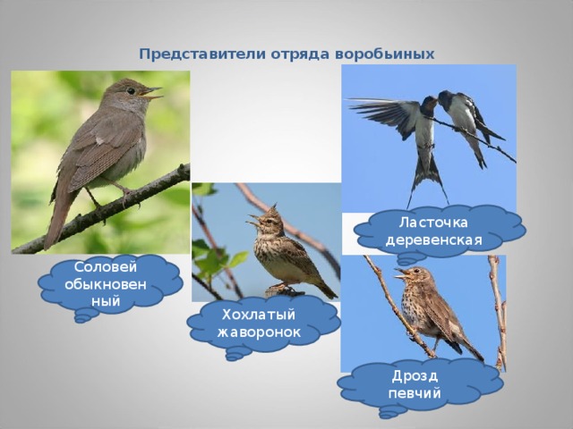 Представители отряда воробьиных Ласточка деревенская Соловей обыкновенный Хохлатый жаворонок Дрозд певчий 