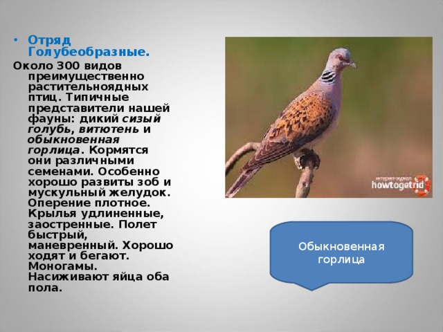 Отряд Голубеобразные.  Около 300 видов преимущественно растительноядных птиц. Типичные представители нашей фауны: дикий  сизый голубь , витютень  и обыкновенная горлица . Кормятся они различными семенами. Особенно хорошо развиты зоб и мускульный желудок. Оперение плотное. Крылья удлиненные, заостренные. Полет быстрый, маневренный. Хорошо ходят и бегают. Моногамы. Насиживают яйца оба пола.  Обыкновенная горлица 