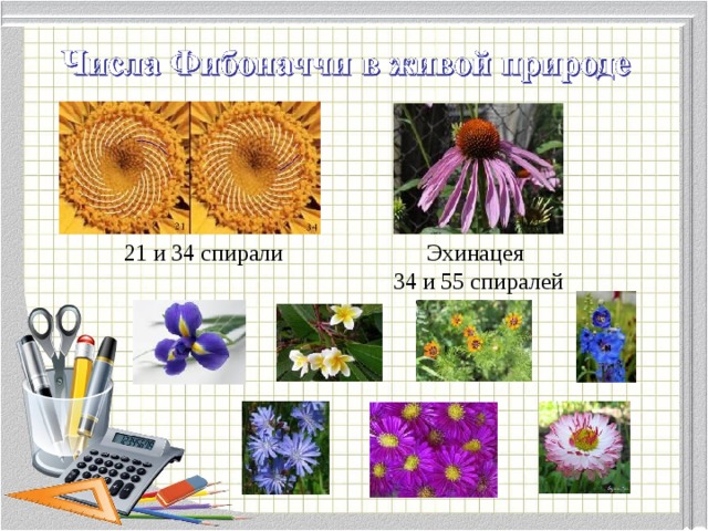 21 и 34 спирали Эхинацея 34 и 55 спиралей 