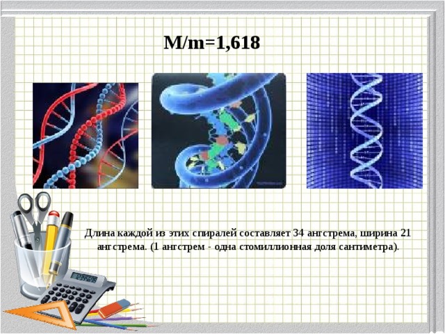 M/m=1 , 618 Длина каждой из этих спиралей составляет 34 ангстрема, ширина 21 ангстрема. (1 ангстрем - одна стомиллионная доля сантиметра). 