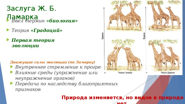 Заслуга Ж. Б. Ламарка Ввел термин «биология» Теория «Градаций» Первая теория эволюции Движущие силы эволюции (по Ламарку) Внутреннее стремление к прогрессу Влияние среды (упражнение или неупражнение органов) Передача по наследству благоприятных признаков Природа изменяется, но видов в природе нет. 