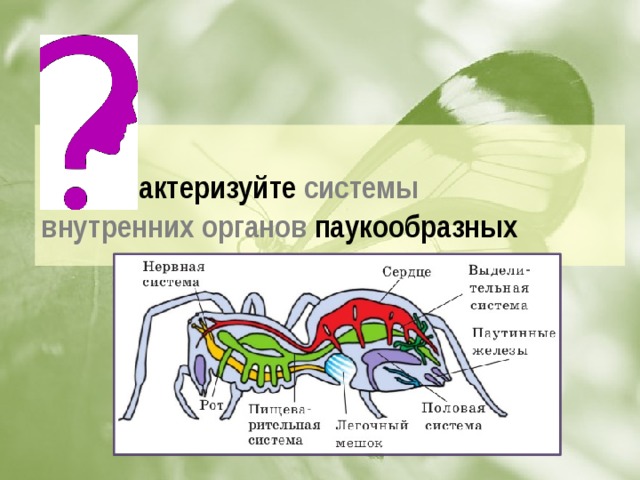 Охарактеризуйте системы внутренних органов паукообразных