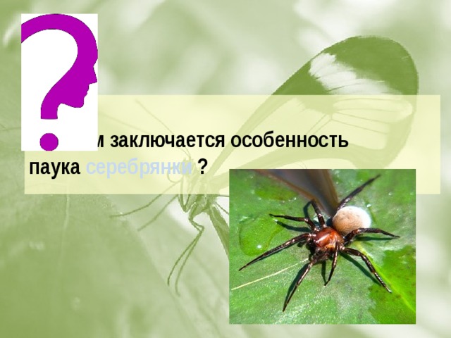 В чем заключается особенность паука серебрянки ?