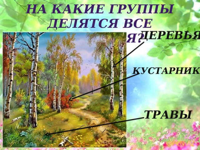 На какие группы делятся все растения? Деревья Кустарники Травы 
