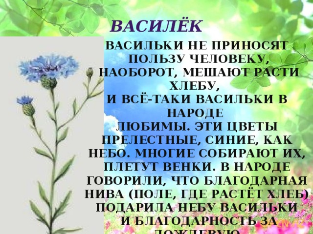 Василёк Васильки не приносят  пользу человеку,  наоборот, мешают расти хлебу, и всё-таки васильки в народе любимы. Эти цветы прелестные, синие, как небо. Многие собирают их, плетут венки. В народе говорили, что благодарная нива (поле, где растёт хлеб) подарила небу васильки  и благодарность за дождевую  воду, без которой не вызреют хлебные колосья. 