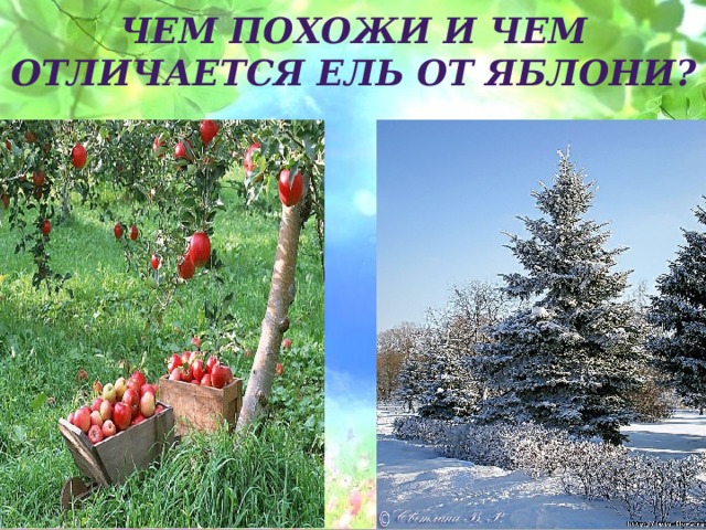 Чем похожи и чем отличается ель от яблони? 