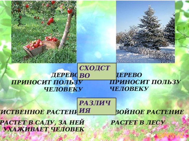 Сходство Дерево Дерево Приносит пользу человеку Приносит пользу человеку Различия Хвойное растение Лиственное растение Растет в саду, за ней Растет в лесу ухаживает человек 