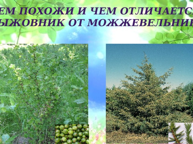 Чем похожи и чем отличается крыжовник от можжевельника? 