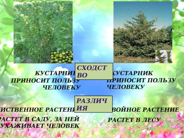 Сходство Кустарник Кустарник Приносит пользу человеку Приносит пользу человеку Различия Хвойное растение Лиственное растение Растет в саду, за ней ухаживает человек Растет в лесу 