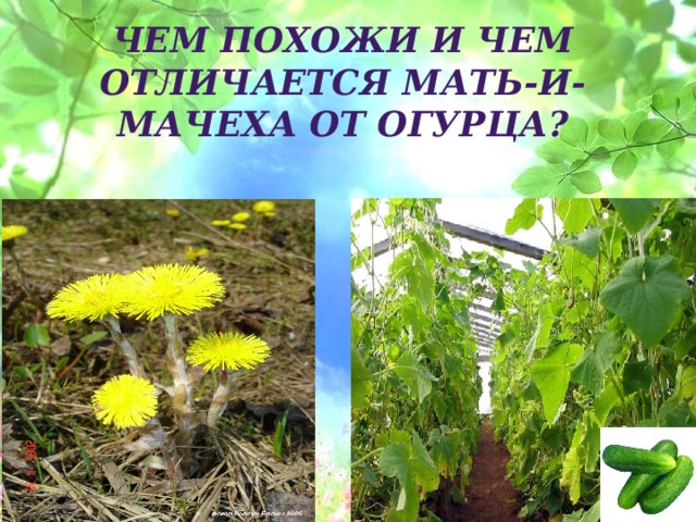 Чем похожи и чем отличается мать-и-мачеха от огурца? 