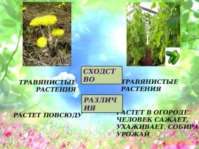 Сходство Травянистые растения Травянистые растения Различия Растет в огороде. Человек сажает, ухаживает, собирает урожай Растет повсюду 