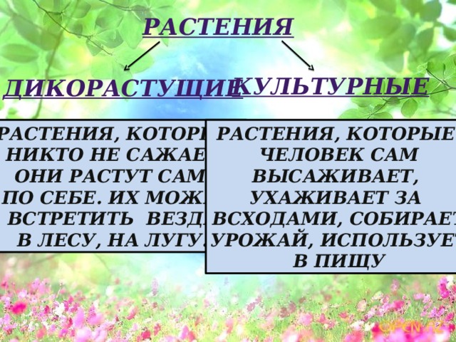 Растения культурные дикорастущие Растения, которые Растения, которые человек сам никто не сажает, они растут сами высаживает, ухаживает  за  по себе. Их можно всходами, собирает встретить везде: в лесу, на лугу... урожай, использует в пищу 