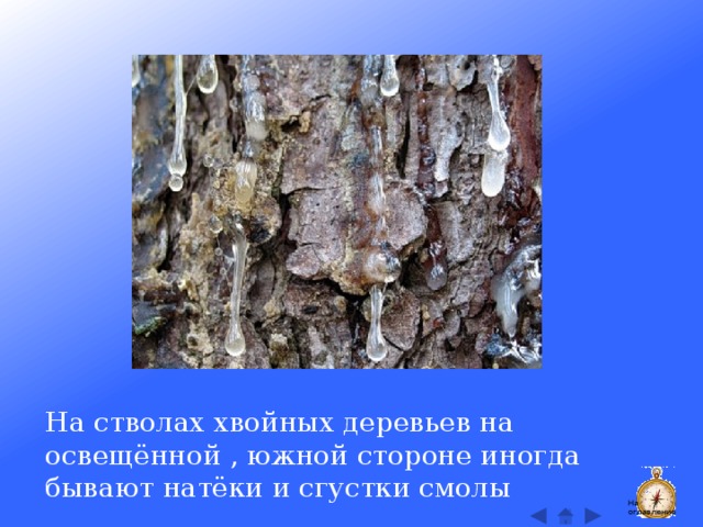 На стволах хвойных деревьев на освещённой , южной стороне иногда бывают натёки и сгустки смолы На оглавление  