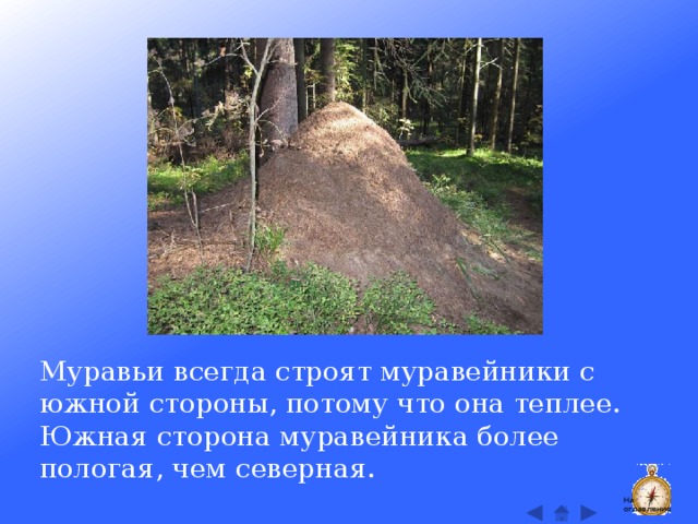 Муравьи всегда строят муравейники с южной стороны, потому что она теплее. Южная сторона муравейника более пологая, чем северная. На оглавление  