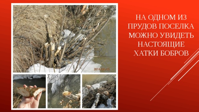 На одном из прудов поселка можно увидеть настоящие хатки бобров 