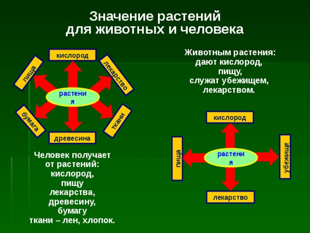 убежище пища пища бумага ткани лекарство Значение растений для животных и человека   Животным растения: дают кислород, пищу, служат убежищем, лекарством. кислород растения кислород древесина Человек получает от растений: кислород, пищу лекарства, древесину, бумагу ткани – лен, хлопок. растения лекарство 