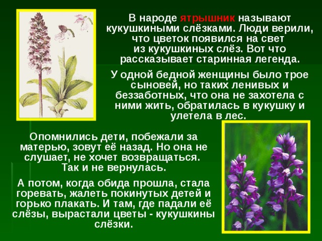 В народе ятрышник называют кукушкиными слёзками. Люди верили, что цветок появился на свет  из кукушкиных слёз. Вот что рассказывает старинная легенда. У одной бедной женщины было трое сыновей, но таких ленивых и беззаботных, что она не захотела с ними жить, обратилась в кукушку и улетела в лес. Опомнились дети, побежали за матерью, зовут её назад. Но она не слушает, не хочет возвращаться.  Так и не вернулась. А потом, когда обида прошла, стала горевать, жалеть покинутых детей и горько плакать. И там, где падали её слёзы, вырастали цветы - кукушкины слёзки. 