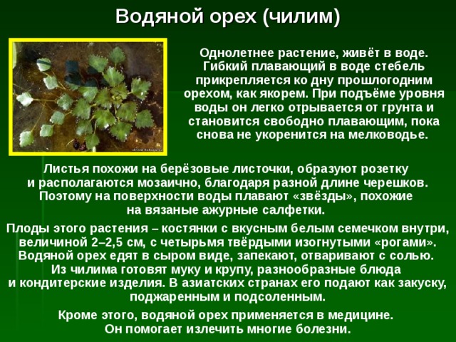 Водяной орех (чилим) Однолетнее растение, живёт в воде. Гибкий плавающий в воде стебель прикрепляется ко дну прошлогодним орехом, как якорем. При подъёме уровня воды он легко отрывается от грунта и становится свободно плавающим, пока снова не укоренится на мелководье. Листья похожи на берёзовые листочки, образуют розетку  и располагаются мозаично, благодаря разной длине черешков. Поэтому на поверхности воды плавают «звёзды», похожие  на вязаные ажурные салфетки. Плоды этого растения – костянки с вкусным белым семечком внутри, величиной 2–2,5 см, с четырьмя твёрдыми изогнутыми «рогами». Водяной орех едят в сыром виде, запекают, отваривают с солью.  Из чилима готовят муку и крупу, разнообразные блюда  и кондитерские изделия. В азиатских странах его подают как закуску, поджаренным и подсоленным. Кроме этого, водяной орех применяется в медицине.  Он помогает излечить многие болезни. 
