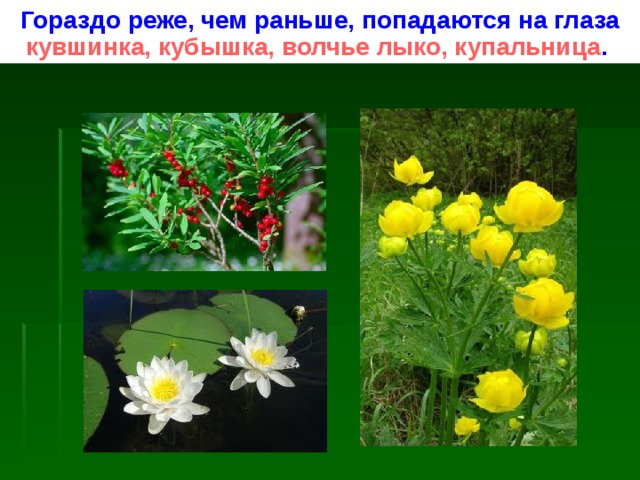 Гораздо реже, чем раньше, попадаются на глаза кувшинка, кубышка, волчье лыко, купальница . 