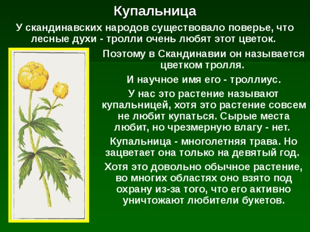 Купальница У скандинавских народов существовало поверье, что лесные духи - тролли очень любят этот цветок. Поэтому в Скандинавии он называется цветком тролля. И научное имя его - троллиус. У нас это растение называют купальницей, хотя это растение совсем не любит купаться. Сырые места любит, но чрезмерную влагу - нет. Купальница - многолетняя трава. Но зацветает она только на девятый год. Хотя это довольно обычное растение, во многих областях оно взято под охрану из-за того, что его активно уничтожают любители букетов. 