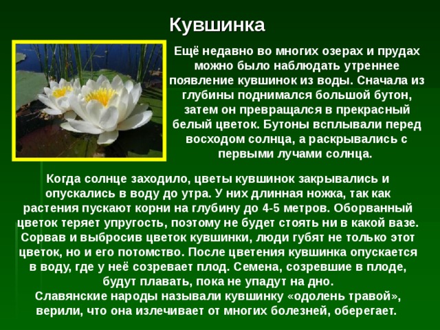Кувшинка Ещё недавно во многих озерах и прудах можно было наблюдать утреннее появление кувшинок из воды. Сначала из глубины поднимался большой бутон, затем он превращался в прекрасный белый цветок. Бутоны всплывали перед восходом солнца, а раскрывались с первыми лучами солнца. Когда солнце заходило, цветы кувшинок закрывались и опускались в воду до утра. У них длинная ножка, так как растения пускают корни на глубину до 4-5 метров. Оборванный цветок теряет упругость, поэтому не будет стоять ни в какой вазе. Сорвав и выбросив цветок кувшинки, люди губят не только этот цветок, но и его потомство. После цветения кувшинка опускается в воду, где у неё созревает плод. Семена, созревшие в плоде, будут плавать, пока не упадут на дно. Славянские народы называли кувшинку «одолень травой», верили, что она излечивает от многих болезней, оберегает. 