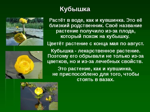Кубышка Растёт в воде, как и кувшинка. Это её близкий родственник. Своё название растение получило из - за плода, который похож на кубышку. Цветёт растение с конца мая по август. Кубышка - лекарственное растение. Поэтому его обрывали не только из-за цветков, но и из - за лечебных свойств. Это растение, как и кувшинка,  не приспособлено для того, чтобы стоять в вазах.  