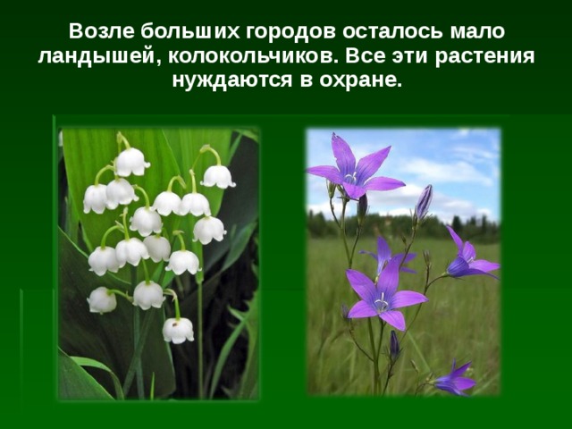 Возле больших городов осталось мало ландышей, колокольчиков. Все эти растения нуждаются в охране. 