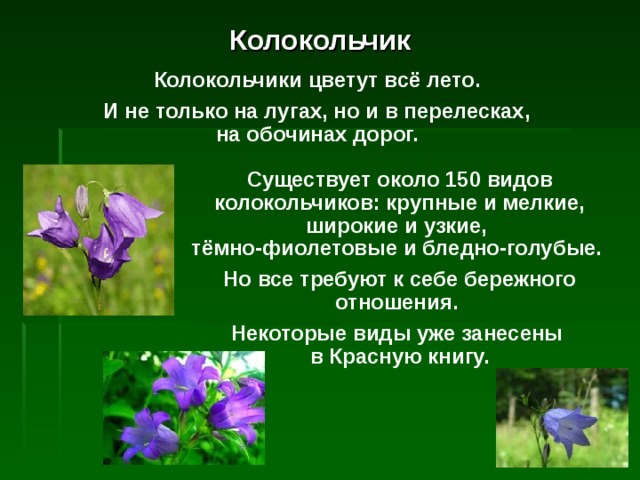 Колокольчик Колокольчики цветут всё лето. И не только на лугах, но и в перелесках,  на обочинах дорог. Существует около 150 видов колокольчиков: крупны e и мелкие, широкие и узкие,  тёмно-фиолетовые и бледно-голубые. Но все требуют к себе бережного отношения. Некоторые виды уже занесены  в Красную книгу. 