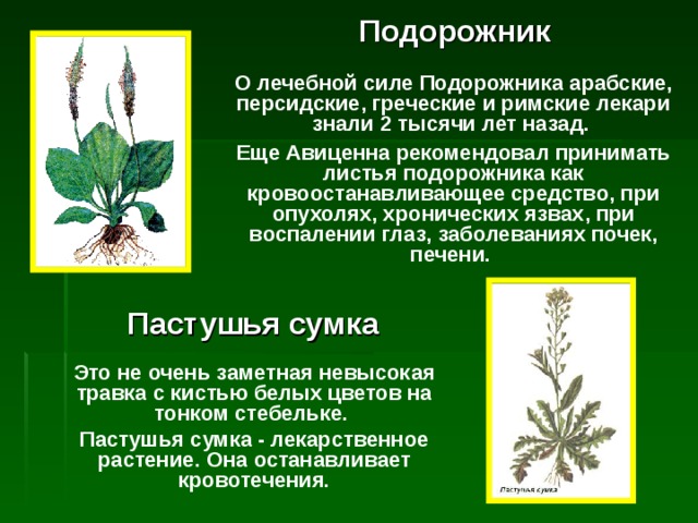 Подорожник О лечебной силе Подорожника арабские, персидские, греческие и римские лекари знали 2 тысячи лет назад. Еще Авиценна рекомендовал принимать листья подорожника как кровоостанавливающее средство, при опухолях, хронических язвах, при воспалении глаз, заболеваниях почек, печени. Пастушья сумка Это не очень заметная невысокая травка с кистью белых цветов на тонком стебельке. Пастушья сумка - лекарственное растение. Она останавливает кровотечения. 