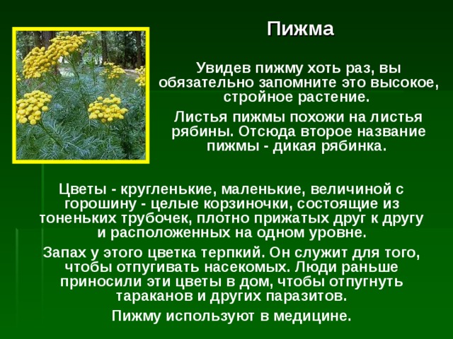 Пижма Увидев пижму хоть раз, вы обязательно запомните это высокое, стройное растение. Листья пижмы похожи на листья рябины. Отсюда второе название пижмы - дикая рябинка.  Цветы - кругленькие, маленькие, величиной с горошину - целые корзиночки, состоящие из тоненьких трубочек, плотно прижатых друг к другу  и расположенных на одном ypo вне. Запах у этого цветка терпкий. Он служит для того, чтобы отпугивать насекомых. Люди раньше приносили эти цветы в дом, чтобы отпугнуть тараканов и других паразитов. Пижму используют в медицине. 