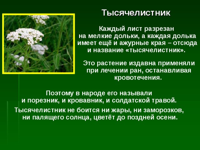 Тысячелистник Каждый лист разрезан  на мелкие дольки, а каждая долька имеет ещё и ажурные края – отсюда и название «тысячелистник». Это растение издавна применяли при лечении ран, останавливая кровотечения. Поэтому в народе его называли  и порезник, и кровавник, и солдатской травой. Тысячелистник  не боится ни жары, ни заморозков,  ни палящего солнца, цветёт до поздней осени. 