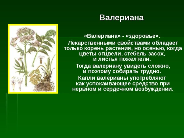 Валериана «Валериана» - «здоровье». Лекарственными свойствами обладает только корень растения, но осенью, когда цветы отцвели, стебель засох,  и листья пожелтели. Тогда валериану увидеть сложно,  и поэтому собирать трудно. Капли валерианы употребляют  как успокаивающее средство при нервном и сердечном возбуждении. 