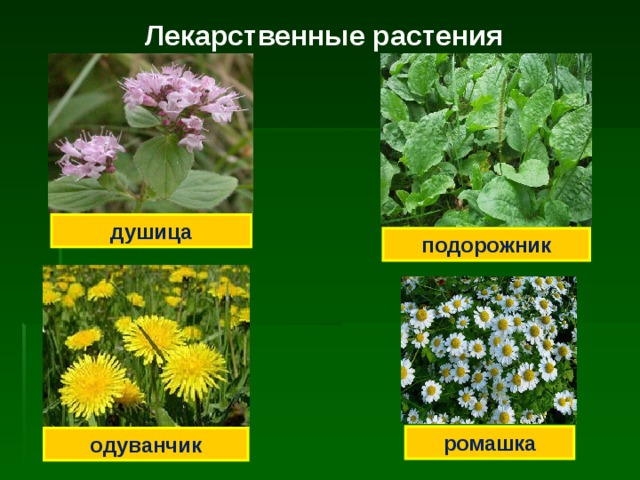  Лекарственные растения душица подорожник ромашка одуванчик  